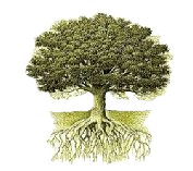 Little Oak Logo